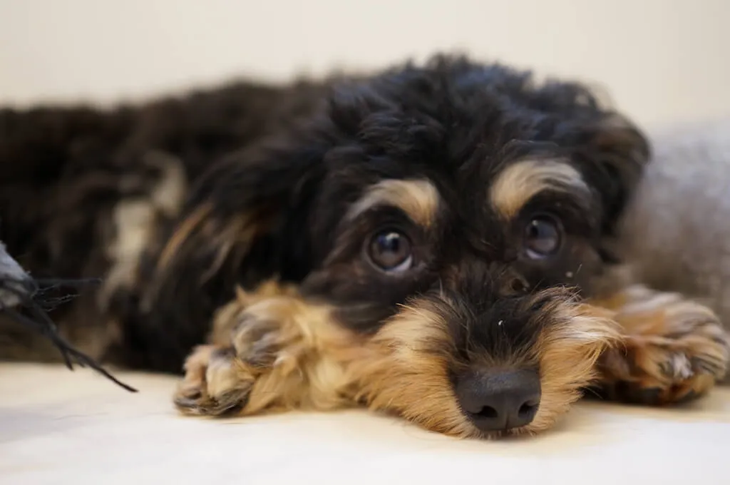 SEL24F18Zで犬を撮影