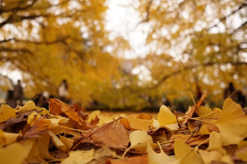 SIGMA 19mm F2.8