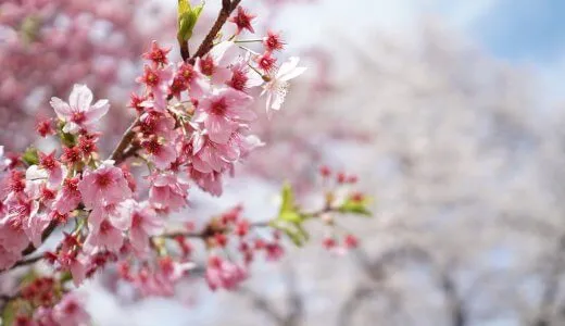 SEL50mm f1.8で桜を撮影